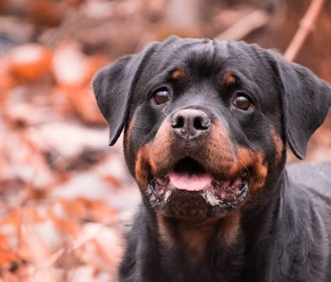 dog, portrait, nature