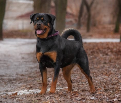 rottweiler, dog, pet