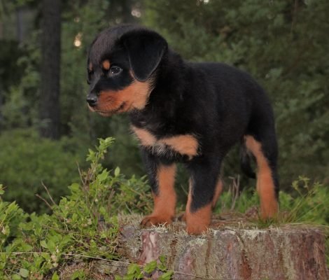 rottweiler, puppy, dog